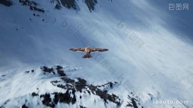 飞过雪山的雄鹰